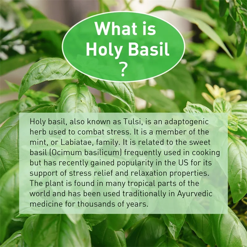 Kapsułki z świętym bazyliami - – Tulsi Holy Basil recenzja i cena